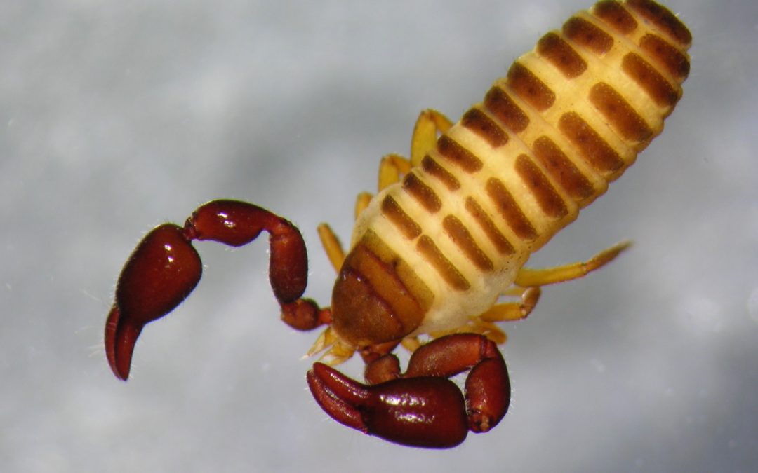 Barkskorpion og obskur bille funnet i skytefelt