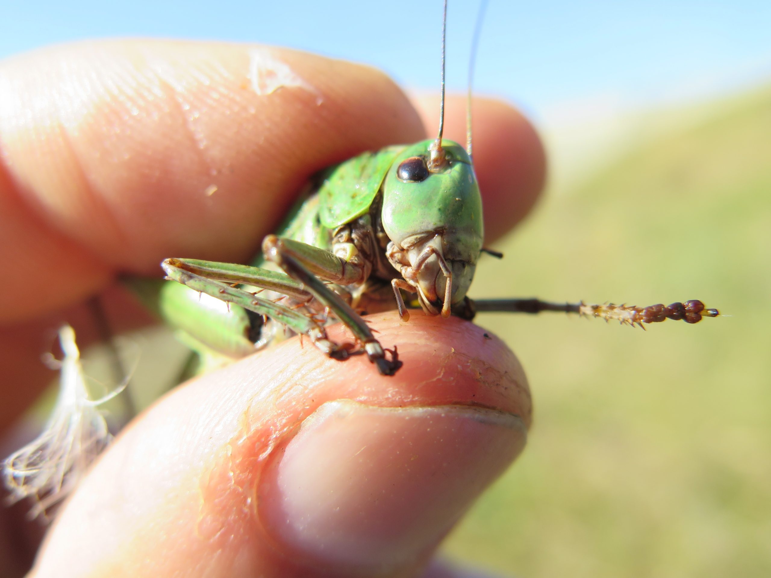 Vortebiter (NT) ble funnet på flere beitemarker i tilknytning til raviner i Nes. Foto: Ole J. Lønnve (BioFokus).