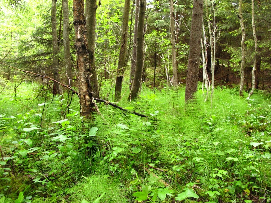 Sumpskog