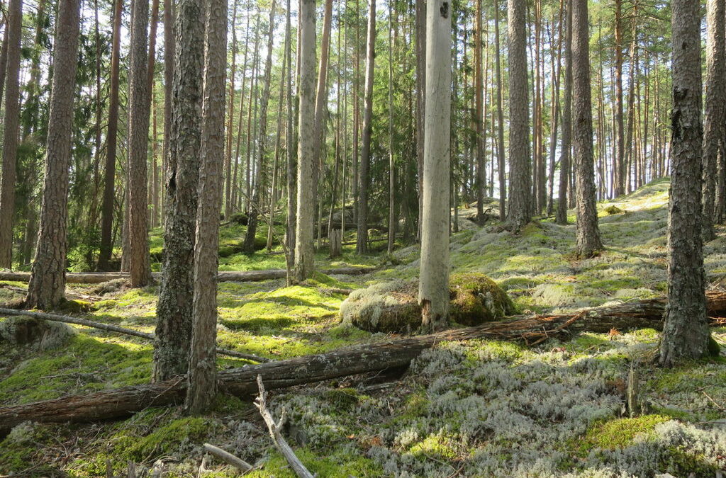 Insekter i brannpåvirket lavlandsfuruskog i Notodden