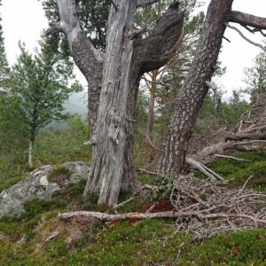 Berdalen