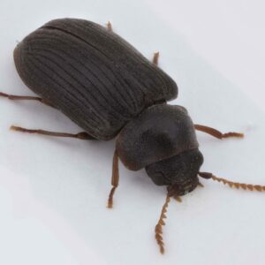 Borebillen Xyletinus tremulicola. Foto: Stefan Olberg.