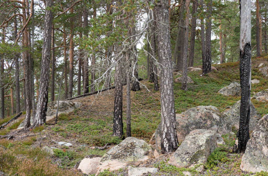 Follsjå i Notodden – «hotspot» for sjeldne insekter