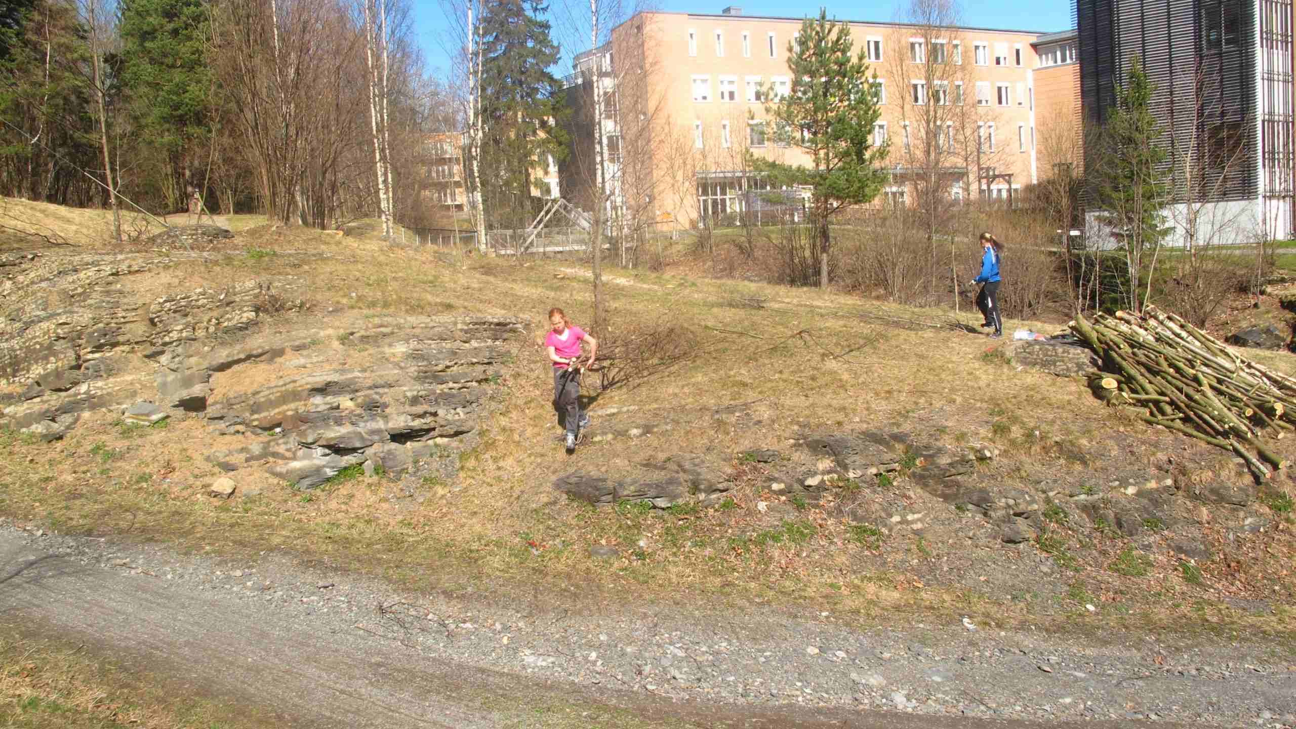 Rydding av unge trær.