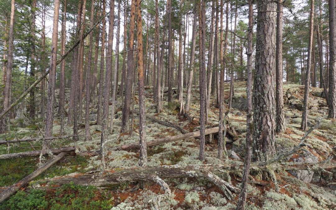 NIBIO bekrefter at skogbrukets egen miljøkartlegging i Follsjå ikke holder mål