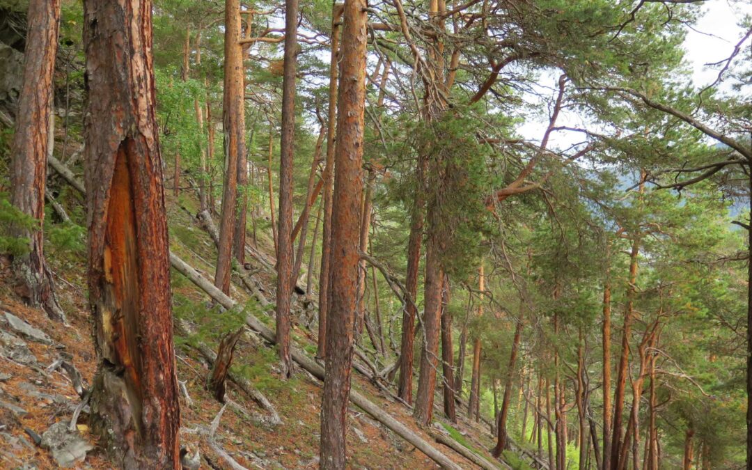 En skogertifisering basert på et sviktende kunnskapsgrunnlag