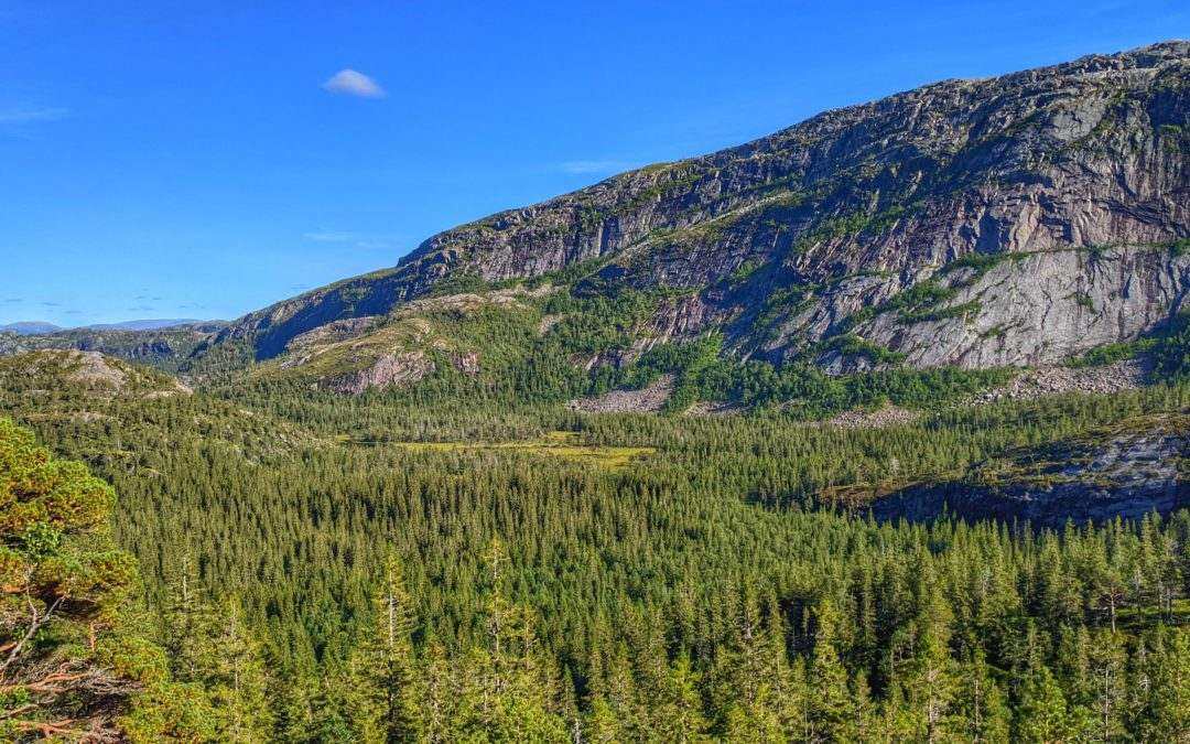 Skogvernkartlegging og status for norsk skogvern