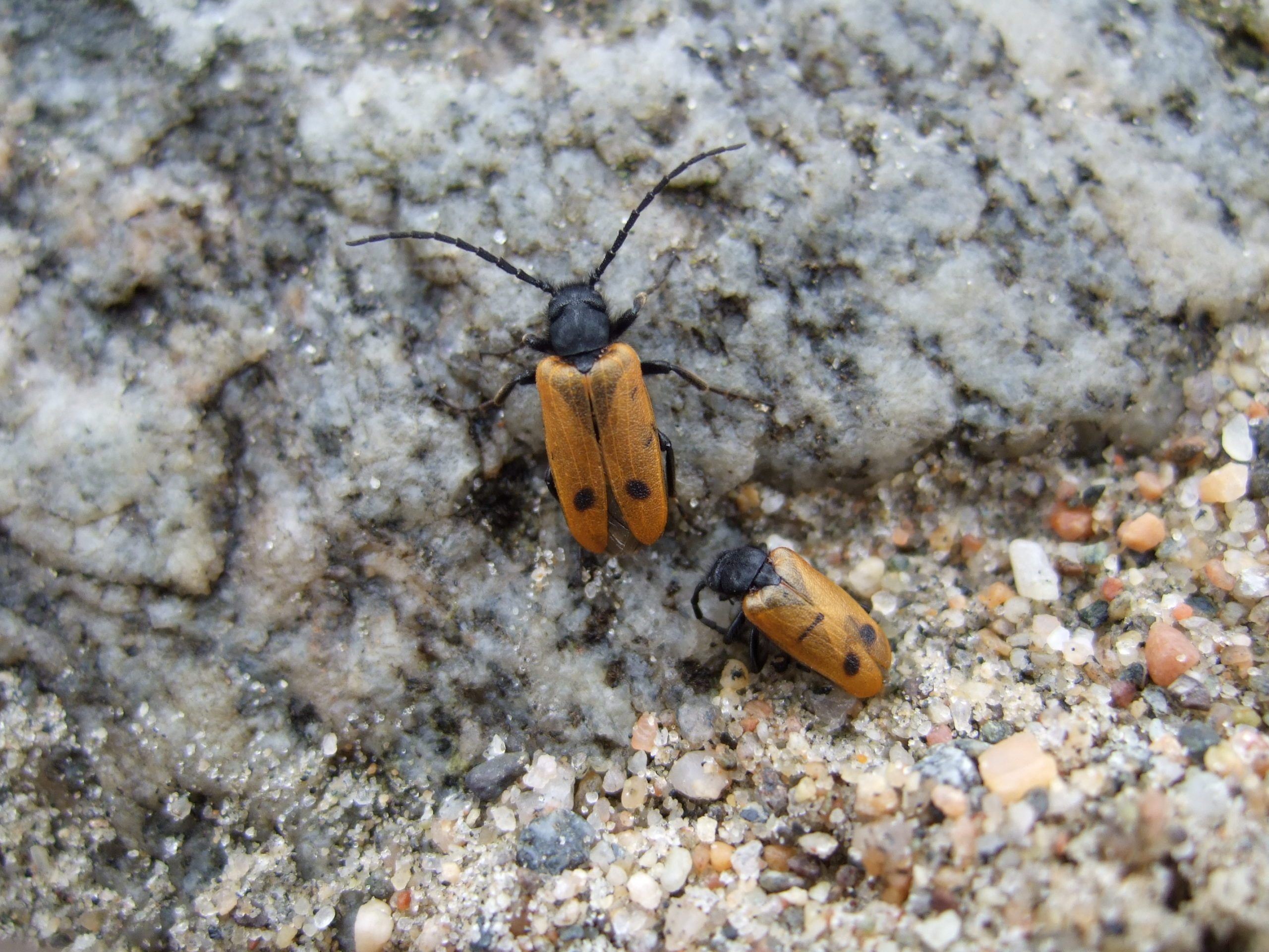 Oljebillen Apalus bimaculatus 1