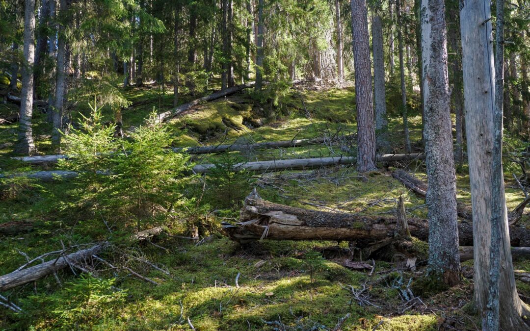 Den beste gaven til skogen er en bedre helse