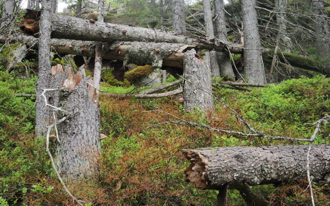 Rapport: Økologiske korridorer og områder med særlig store naturverdier i Marka i Oslo kommune