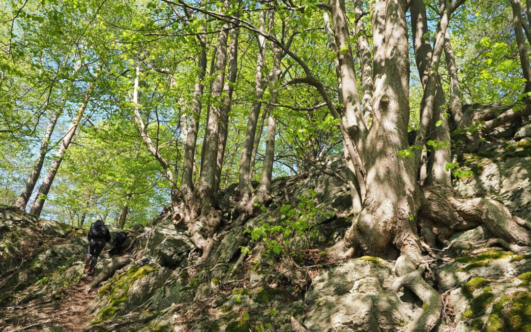 Din kommune kan bidra til å stanse tapet av naturmangfold