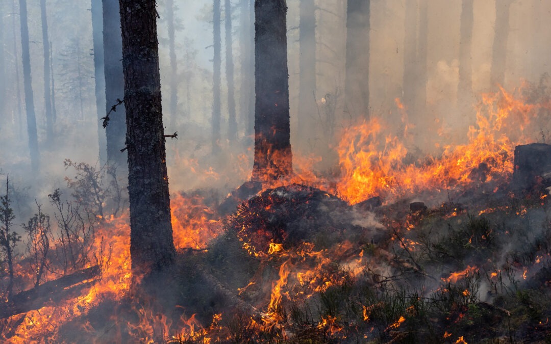 Vi må tenne på skogen