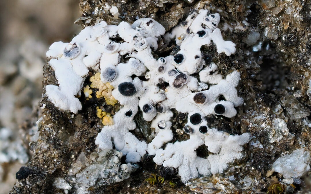 Ny Biofokus-rapport: Biofokus anbefaler redningsaksjon for siste rest av laven stjernebønnelav (CR) i verden