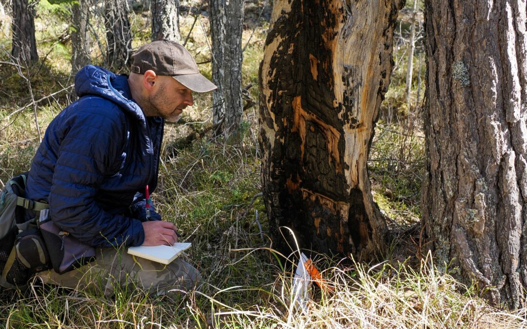 Bli med på kurs i truede arter i brannpåvirket furuskog