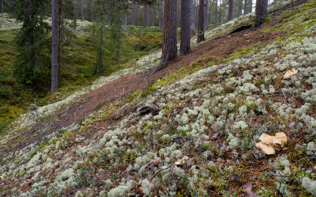 Ny norsk rødliste for naturtyper åpnet for innsyn: Biofokus bidrar i vurderingene