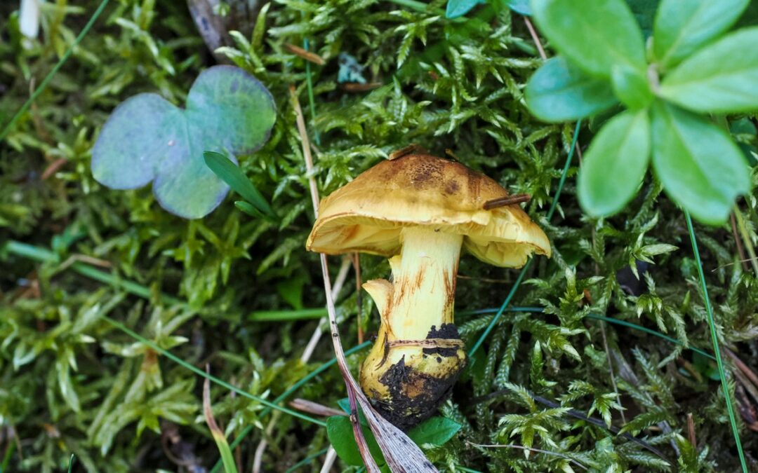 Bli med på kurs i truede sopper