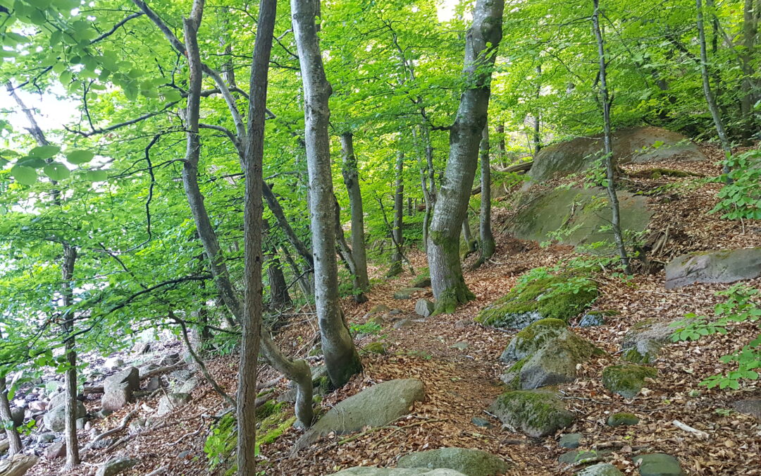 Ny kunnskap og nye grep for Sandefjordnaturen!