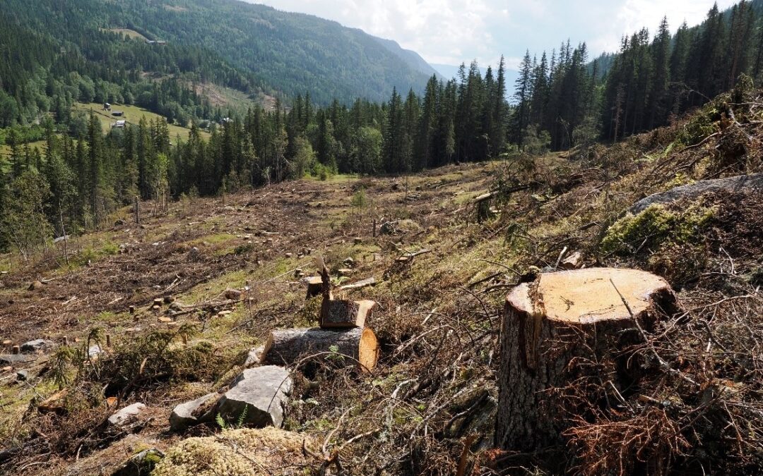 Flatehogst i nasjonalt viktig bekkekløft