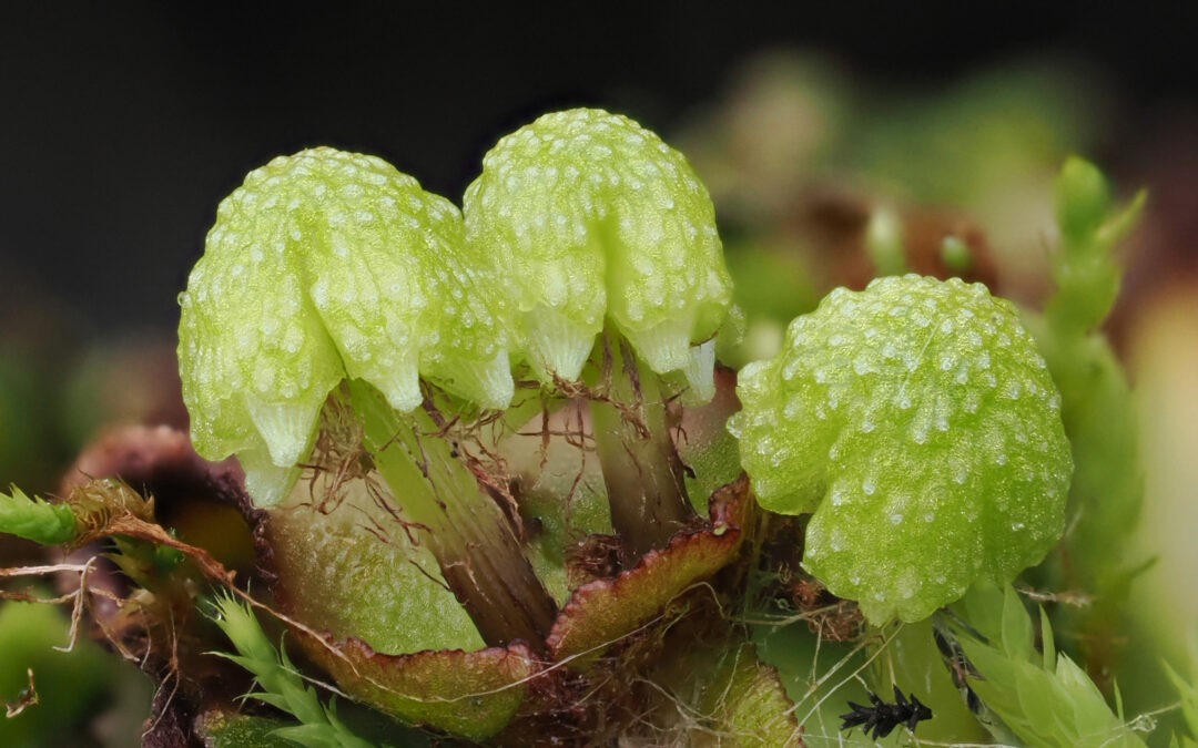 Oppstart av doktorgradsprosjekt om moser