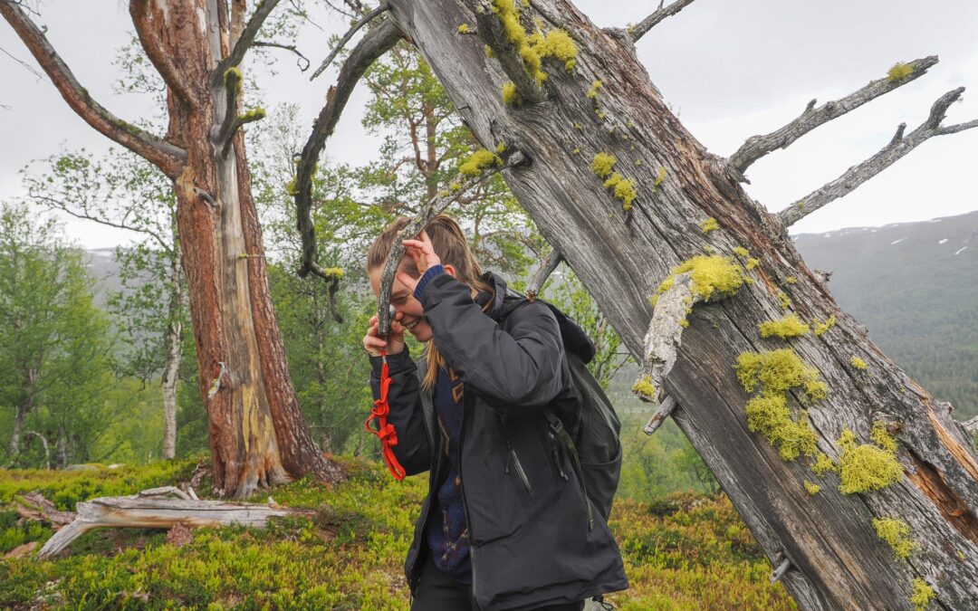 Jobber du med kartlegging av biologisk mangfold i barskog? Bli med på kurs!