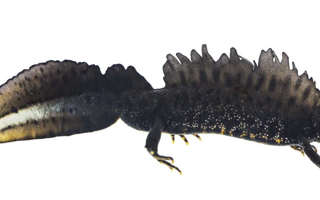 Biofokus ansetter økolog Hanne Haugen