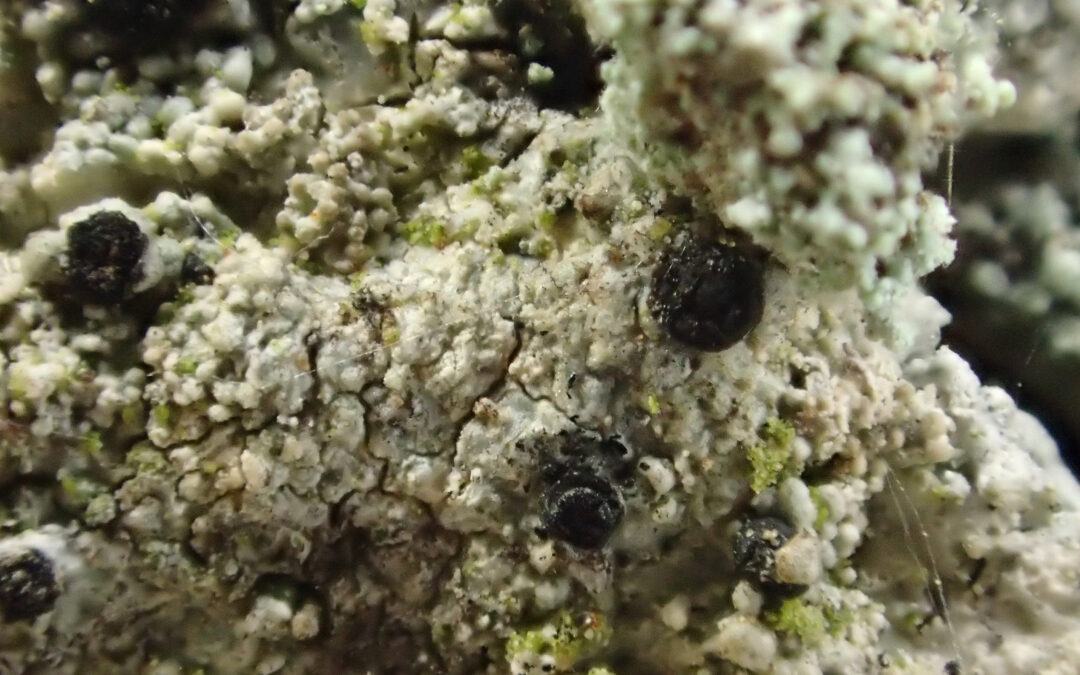 Ny rapport: Kartlegging av parasittsotbeger og andre lav på eik i Østfold og Akershus