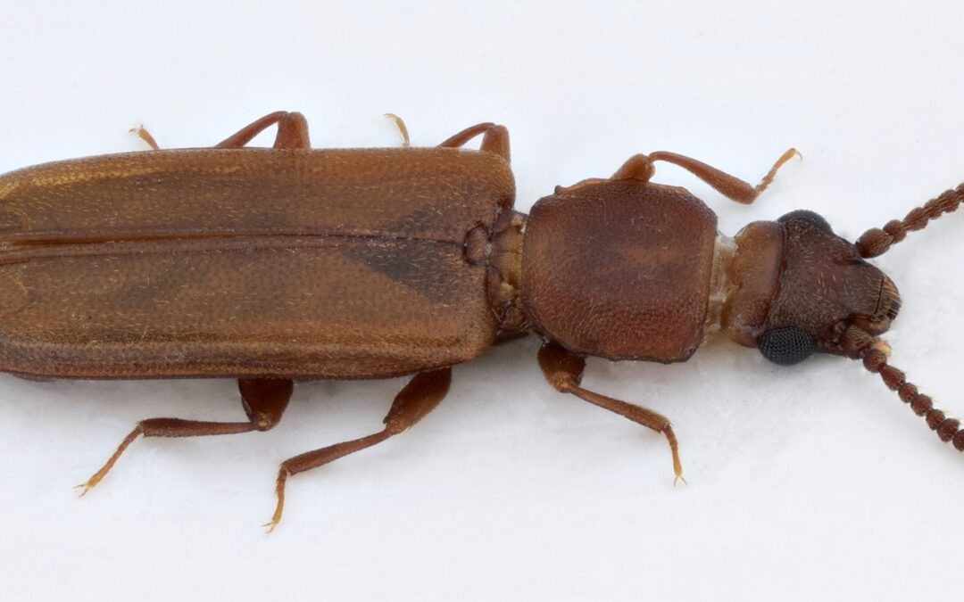 Ny kunnskap om insekter knyttet til gamle edelløvtrær i Oslo, Ås og Horten