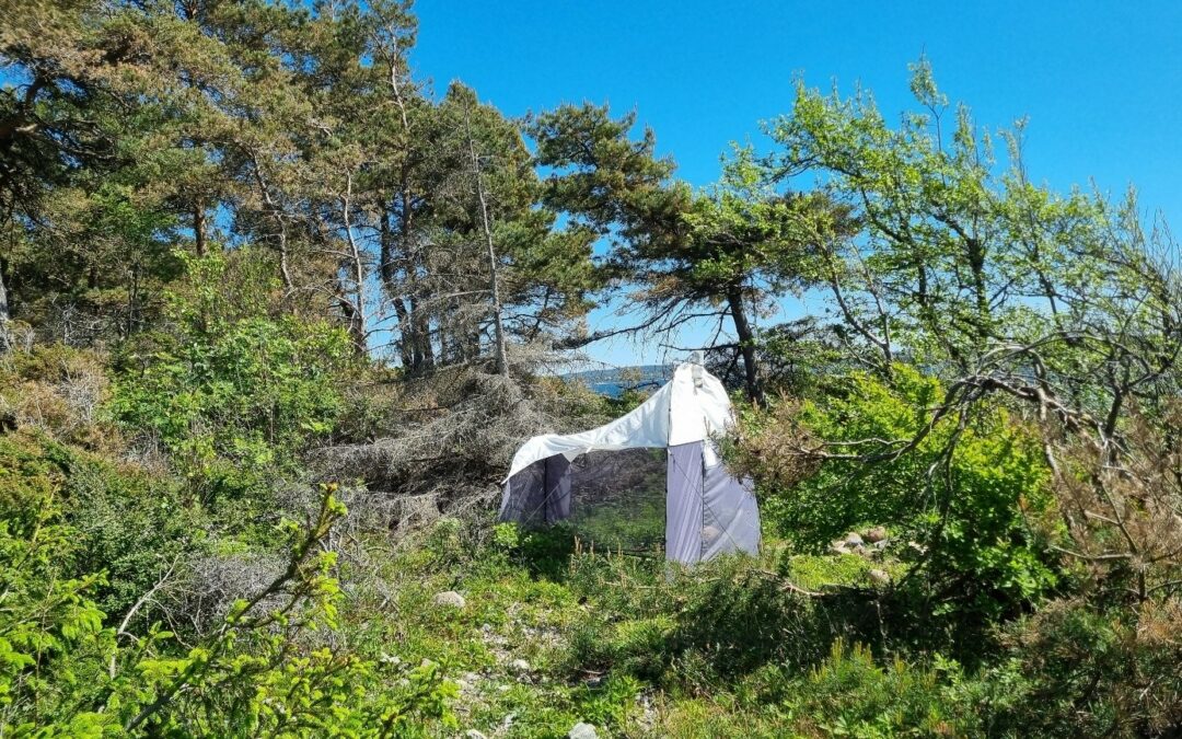 Økt kunnskap om insekter i Moss kommune