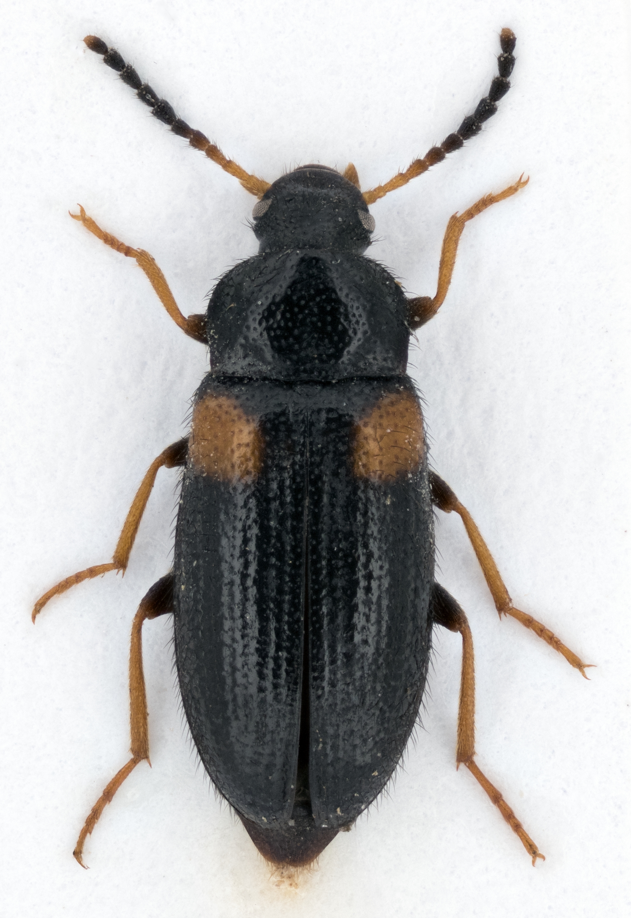 Mycetochara humeralis
