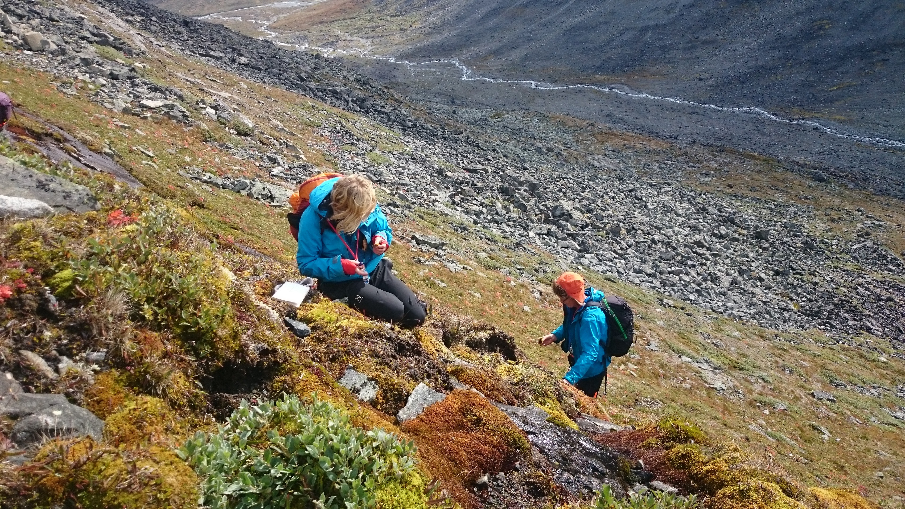 Ny kunnskap om moser i høyfjellet i Sør-Norge